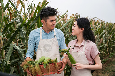 享乐农业活动有机食品东方夫妇采摘玉米高清图片