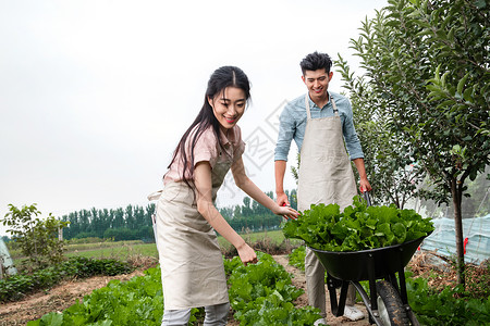 植物生食成年人东方夫妇采摘蔬菜图片