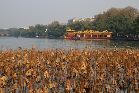 杭州秋景浙江省杭州西湖背景