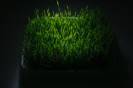 摄影植物繁盛草坪青草图片