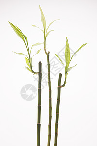 叶子影棚拍摄植物学富贵竹背景图片