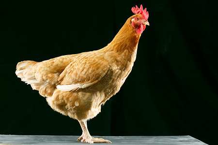 一只动物摄影彩色图片母鸡背景图片