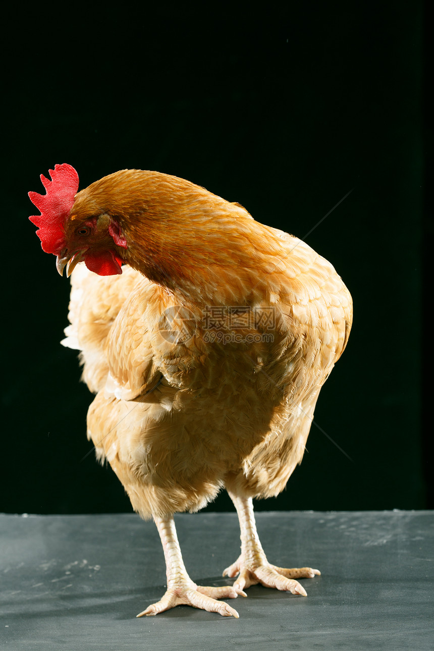 一只动物影棚拍摄健康的母鸡图片