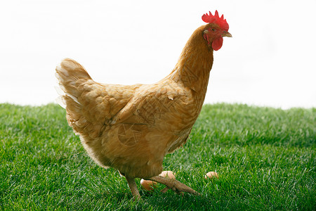 产卵卵绿色母鸡图片