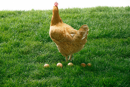 产卵家畜彩色图片摄影母鸡背景