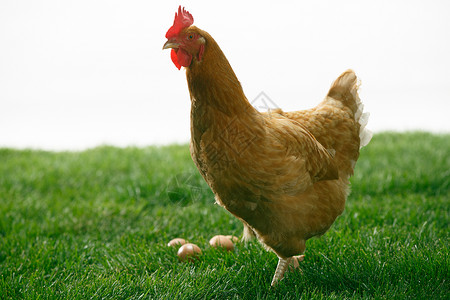 阶段素材植物散养家禽影棚拍摄母鸡背景