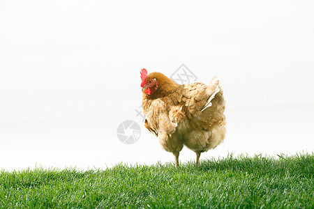 农场家禽一只动物母鸡图片
