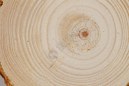 简单背景木材树干年轮高清图片