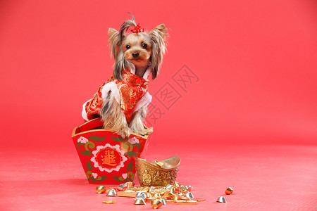 红色纯种狗新年约克夏犬高清图片