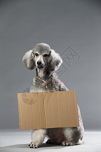 一只动物动物空白的贵宾犬图片