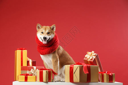 狗年礼品动物关爱纯种狗可爱的柴犬背景