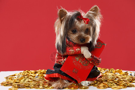 红包与金币可爱的约克夏犬背景