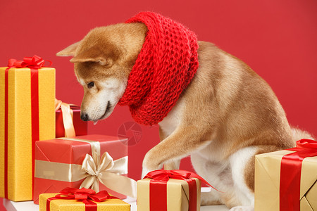 狗年礼品拍摄可爱的柴犬背景