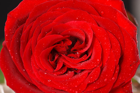 蔷薇科玫瑰花图片