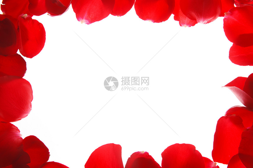 水平构图彩色图片花卉玫瑰花图片