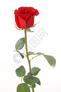 魅力盛开蔷薇科玫瑰花背景图片