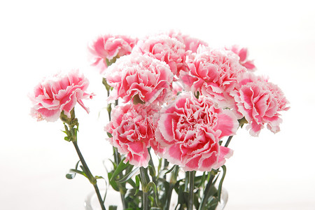 漂亮的花花卉康乃馨图片