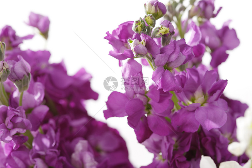 花朵紫色静物白色紫罗兰图片