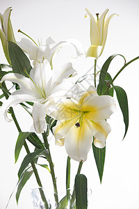 鲜花百合花透明花蕾素材高清图片