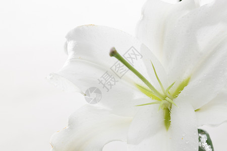 纯洁白百合花花朵百合花背景