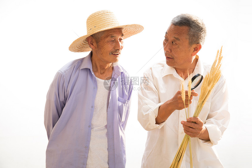 农民研究麦穗图片