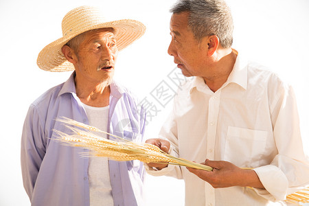 拿着麦穗的农民农村两位老农民拿着麦穗背景