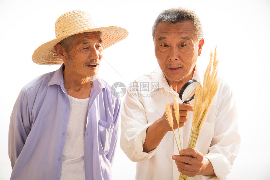 老年男人农民研究麦穗图片
