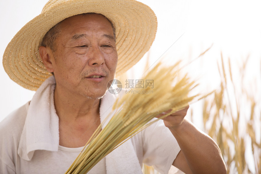 老农民在麦田里图片