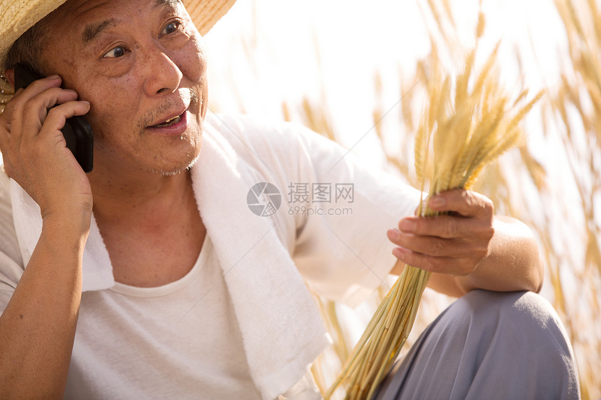 麦田老农民在农田里打电话图片