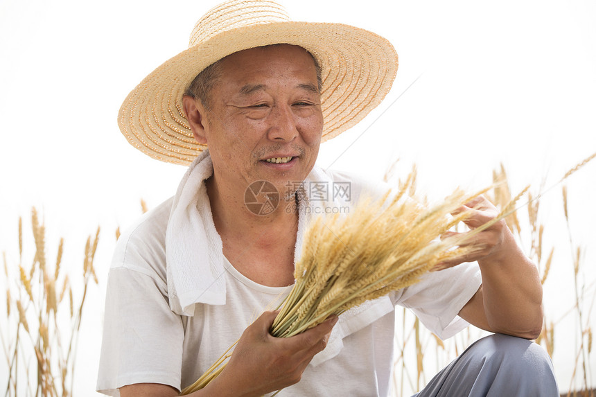 老农民在麦田里图片