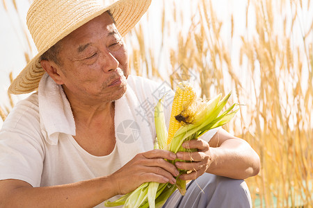 小麦收获老农民拿着玉米图片