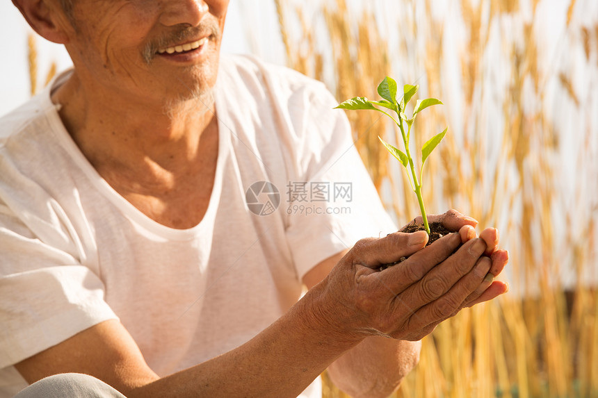 老农民手捧小苗图片