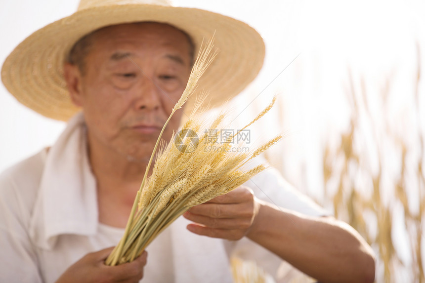 体力劳动粮食老农民在麦田里图片