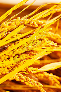 麦子熟了农作物丰收背景