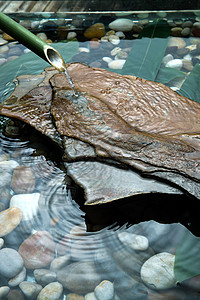 竹筏鹅卵石流水图片