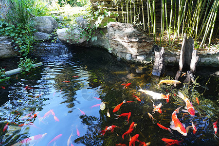 锦鲤鱼鱼池野外动物湖动态动作锦鲤背景