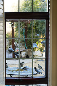 装饰粮食鸟纲住房庭院窗外小鸟背景