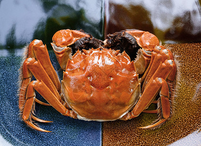 中华海藻红色营养蟹类螃蟹背景