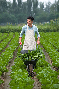 收获白菜农民成长无污染熟的东方青年人采摘蔬菜背景