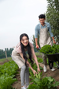 亚洲25岁到29岁相伴东方夫妇采摘蔬菜高清图片