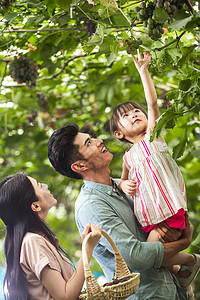 温馨家园农业活动童年幸福家庭在采摘葡萄图片