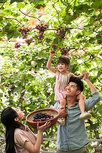 捧着乐趣园艺幸福家庭在采摘葡萄高清图片