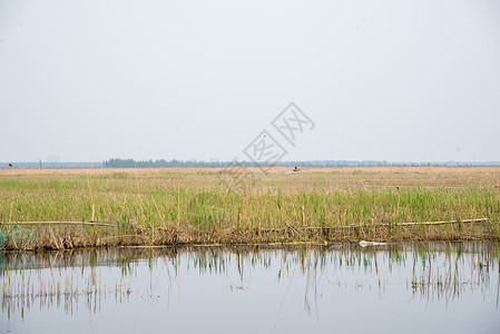环境保护草自然现象河北省雄安新区白洋淀背景图片