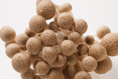 感蟹有礼有营养的蘑菇背景