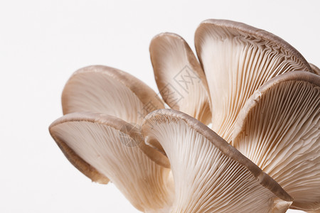 食物蘑菇特写图片