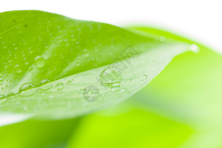 植物绿叶水滴图片