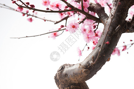生长梅花的枝干背景图片