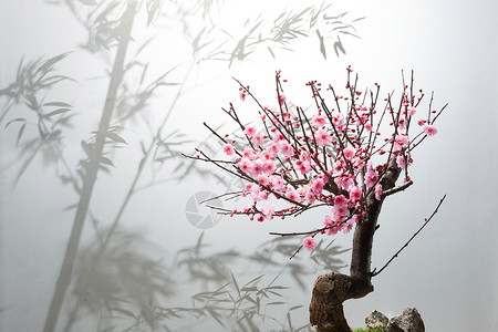 梅花盆景梅花背景