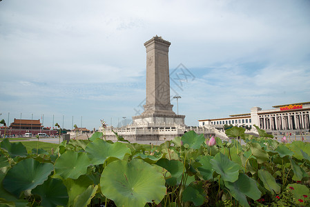 荷花标志旅游风光北京人民英雄纪念碑背景