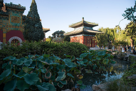 荷叶免抠图传统文化旅行北京北海公园背景